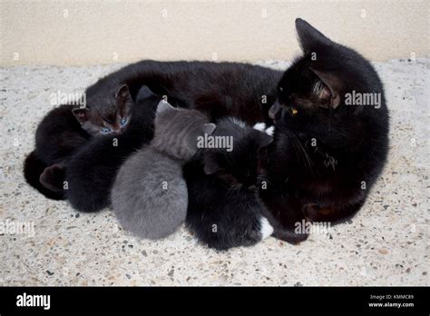 Mother cat nursing kittens hi-res stock photography and images - Alamy