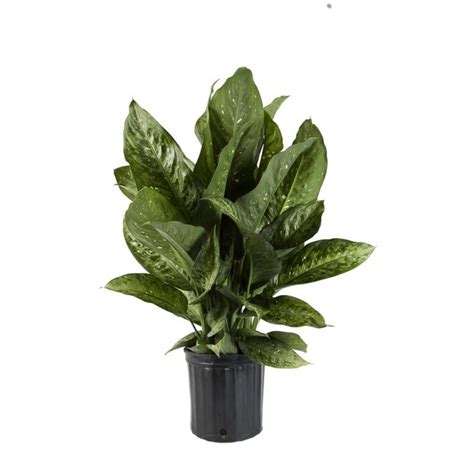 Fisher Nursery Dieffenbachia House Plant Pot In The House Plants