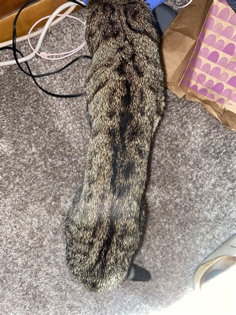 Female cats belly looking “saggy”after being spayed. : r/vet