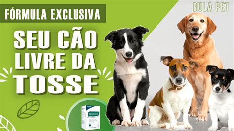 Tratamento Para Tosse Dos Canis Antituss Geno Fluidificante E