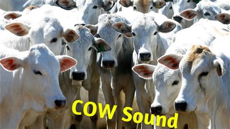 Cow Moo Moo Interesting Cow Moo Sound Effect Cow Moo Moo Sound 🎶🐄🤔