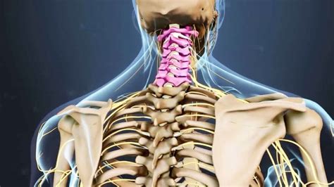 Spine Anatomy - Piedmont HealthCare Pain & Spine Center