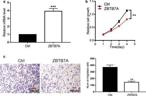 Zbtb A Inhibits Proliferation And Migration Of Ishikawa Cells A The