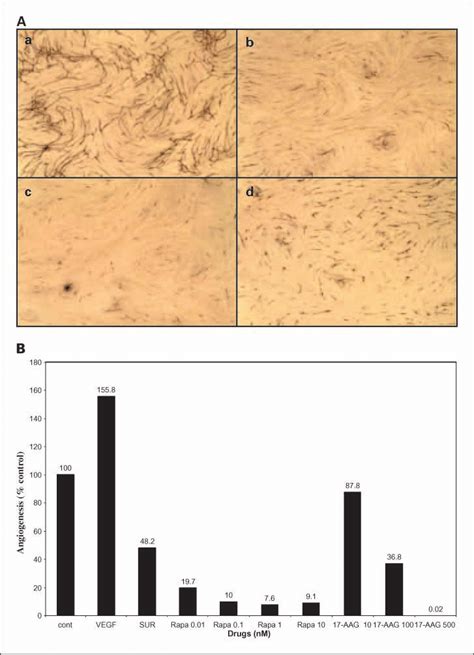 A, angiogenesis measured by the AngioKit assay. a, increased... | Download Scientific Diagram