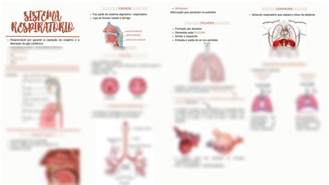 SOLUTION Sistema Respirat Rio Mapa Mental 1 Studypool