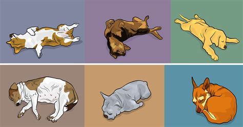 Meanings Behind 7 Sleeping Positions of Dogs Worth Knowing About ...