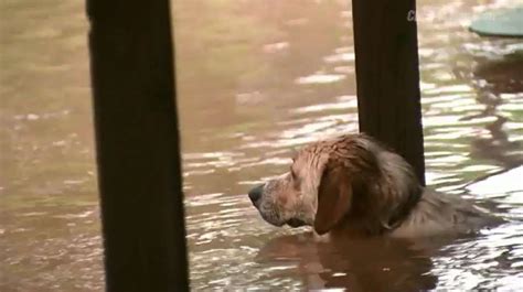 Helping Animals During Hurricane Harvey And Pet Emergency Preparedness