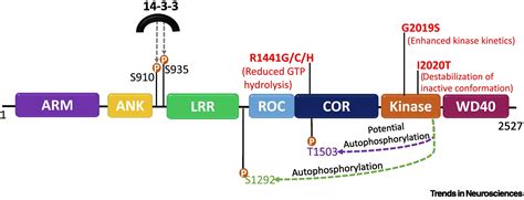 LRRK2 And Idiopathic Parkinsons Disease Trends In Neurosciences