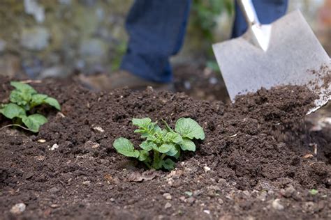 Aardappelen kweken in je eigen tuin zo lukt het wél Gardeners World