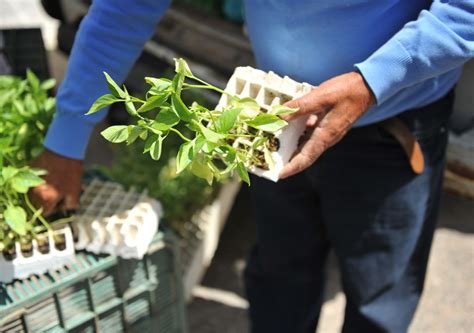 Calendario de siembra del mes de mayo qué podemos plantar en el huerto