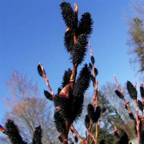Amazon 4 Black Pussy Willow Tree Cuttings To Grow One Of The Most Rare Catskin Willow