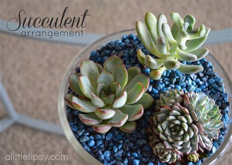 Succulents A How To Guide A Little Tipsy