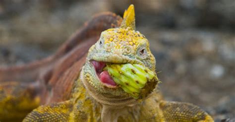 Iguana qué es tipos alimentación y características