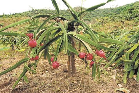 Le Apuestan A La Producción Masiva De Pitahaya En Solidaridad