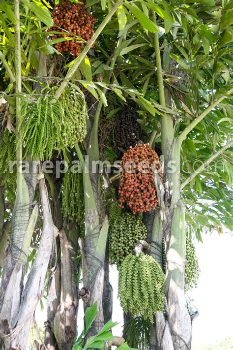 Fishtail Palm Fruit