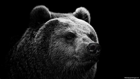 Grizzly Bear Wallpaper (59+ pictures) - WallpaperSet