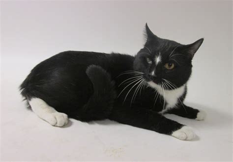 Tuxedo Cat Bentley Ready To Formally Meet You At The West Valley Animal