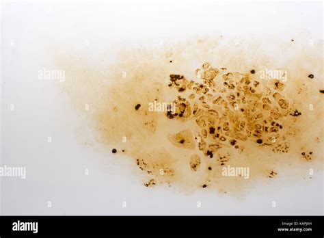 Coffe Slowly Dissolve In The Hot Water Stock Photo Alamy