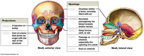 Skull Bone Markings Diagram | Quizlet