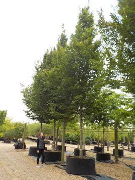 Carpinus Betulus Frans Fontaine Frans Fontaine Hornbeam Deepdale Trees