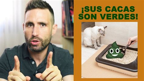 ¿por Qué Mi Gato Hace Caca Verde Oscura 💩 Youtube