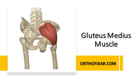 Gluteus Medius Muscle Anatomy OrthoFixar 2024