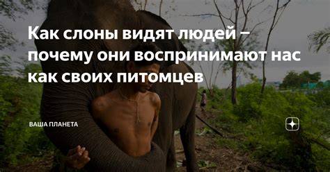 Как слоны видят людей − почему они воспринимают нас как своих питомцев ...