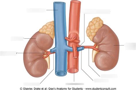 Major Branches Of The Abdominal Aorta Part 2 Diagram Quizlet