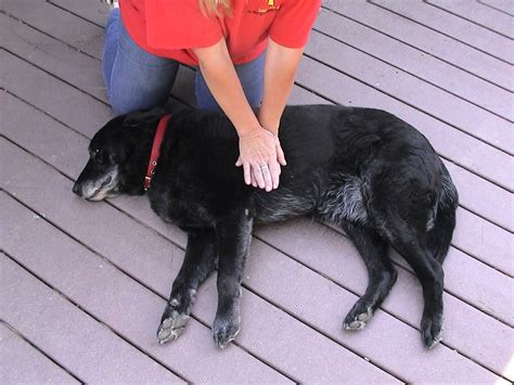 Pet First Aid & CPR - DOG PALS' HEALTHY PETS USA