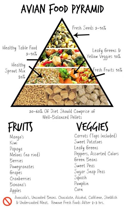 Avian Food Pyramid Parrot Diet Parakeet Food Parrot Food Recipe