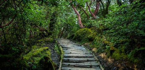 Wildlife Sanctuary in Sikkim | National Park of Sikkim - Club Mahindra