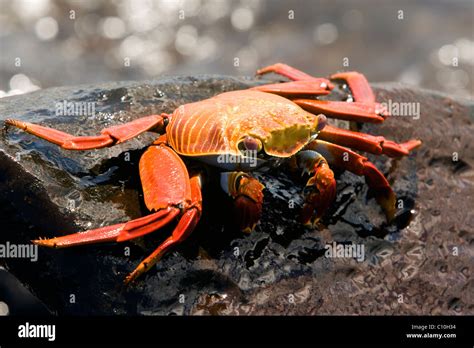 Sally Lightfoot Crab Red Rock Crab Santa Maria Floreana O Charles