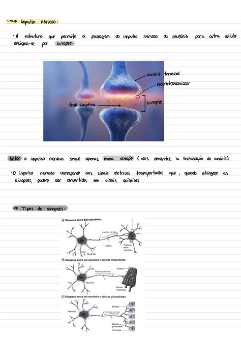 SOLUTION Resumos Sistemas Nervoso Hormonal E Neuro Hormonal 9 Ano