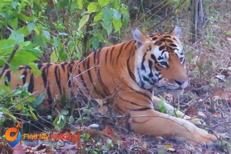 Why Bandhavgarh National Park Is Famous Travel Guide For Madhya Pradesh Wildlife Tours