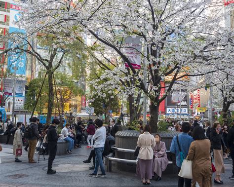 渋谷ハチ公前広場の桜 善本喜一郎 Kiichiro Yoshimoto