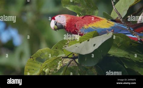 Tectona Grandis Seed Stock Videos Footage HD And 4K Video Clips Alamy