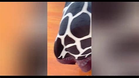 Cojer Videos Xvideos