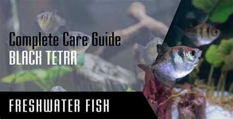 Black Skirt Tetra: Complete Care Guide - Setup Fish Tank