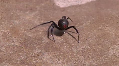 Black Widow Population On The Rise Due To Heat Cnn