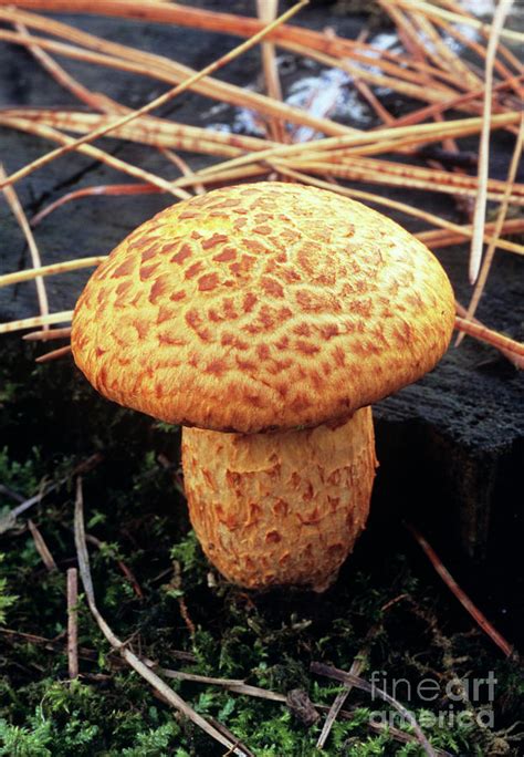 Mushroom Photograph By John Wright Science Photo Library Fine Art America