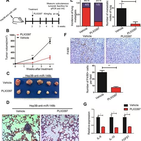 The Csf R Inhibitor Plx Inhibits Mir B Deficiency Mediated Hcc