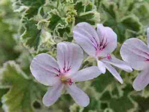 Pelargonium Crispum Variegatum 400x300 Kwekerij Morning Glory