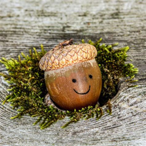 Acorn Activity Ideas Cosy Direct Blog