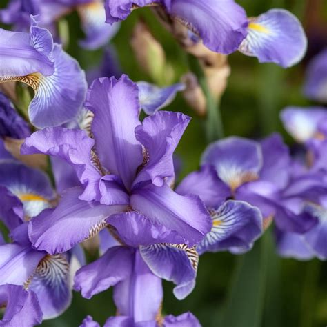 10 Plants That Rabbits Hate (Won’t Eat) – Rhythm of the Home