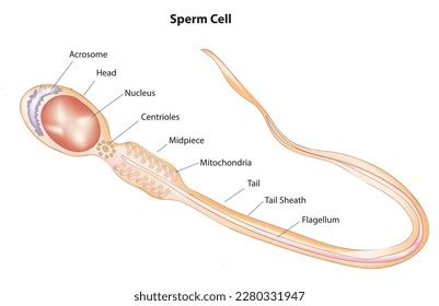 Detailed Anatomy Sperm Cell Stock Vector (Royalty Free) 2280331947 ...