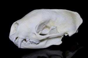 Skunk Skull: Skeleton Anatomy And Identification