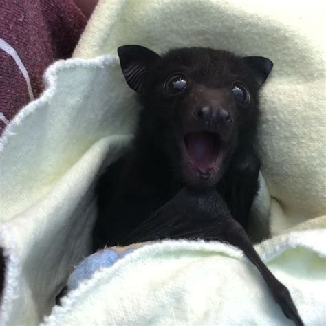 Bat Conservation And Rescue Qld On Instagram We’re Getting To Our Busy Time Of Year When Our