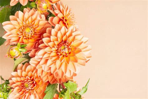 An Arrangement Of Orange Flowers With Green Leaves On A Pink Background