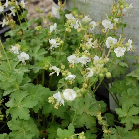 Geranium Macrorrhizum White Ness Ooievaarsbek Kopen