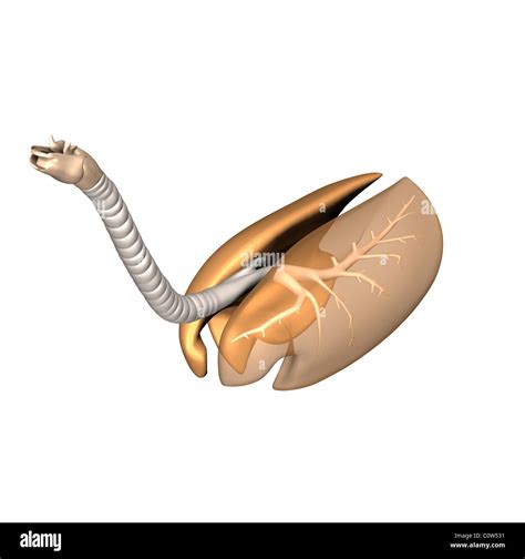 horse anatomy respiratory lungs Stock Photo - Alamy